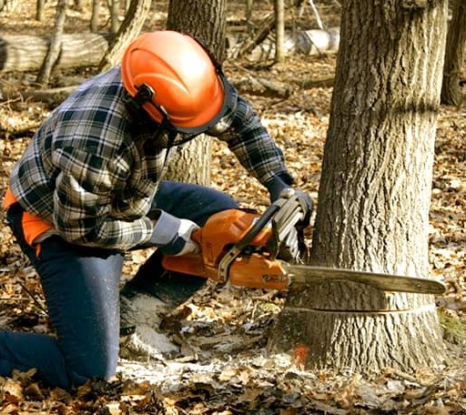 Tree Removal in Rock, WV